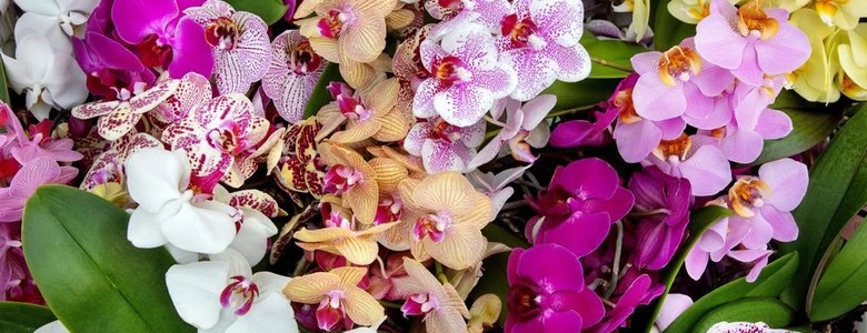 cover-image